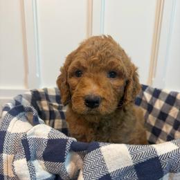 Kennedy - Apricot male Goldendoodle puppy in De Land, Florida from Rezapour Doodle Estate