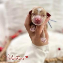 Valentino - Caramel red male Australian Labradoodle puppy in Palmdale, California from Doodles_Ko