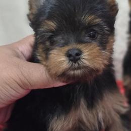 Little David - Black and gold male Yorkshire Terrier puppy in Orlando, Florida from Twilights Yorkies FL