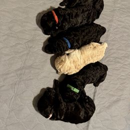 Poodle Puppies from Cates Standard Poodles