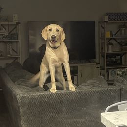 Winter - Dilute Retriever