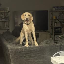 Winter - Dilute Retriever
