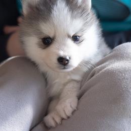 Linden - Black and white male Pomsky puppy in Moultonborough, New Hampshire from Foxfire Arctic Spitz