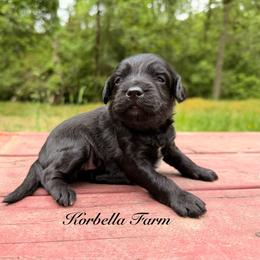 Taco - Black and white male Aussiedoodle puppy in Mulino, Oregon from Korbella Farm