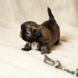 Shih Tzu Puppies from Good Lil Shih Tzu