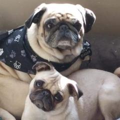 Pugs from Flatland Pugs