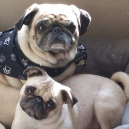 Pugs from Flatland Pugs