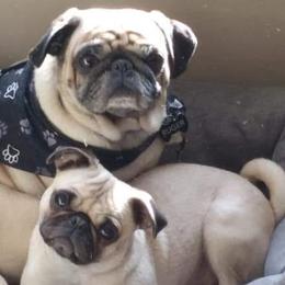 Pugs from Flatland Pugs