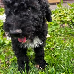 Woodford - Black male Bordoodle puppy in Indianapolis, Indiana from Indiana Bordoodles