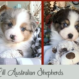 "Sweet babies!" Australian Shepherd Puppies from Cedar Hill Australian Shepherds