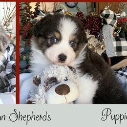 "Sweet babies!" Australian Shepherd Puppies from Cedar Hill Australian Shepherds