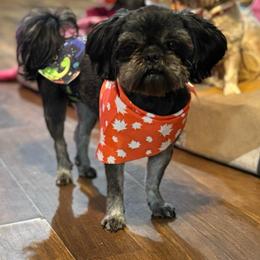 Maverick - Shih Tzu