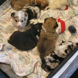 American Corgi Puppies from Piney Woods Corgis