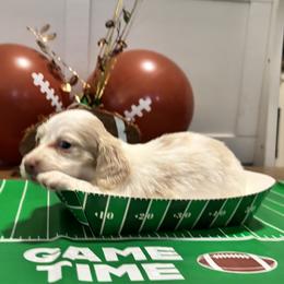 Cream piebald - Cream female Dachshund puppy in Crestview, Florida from Neverending Dachies