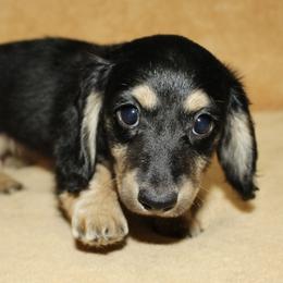 Lucy - Black and cream female Dachshund puppy in Ballinger, Texas from Missy’s Mini Dachshunds