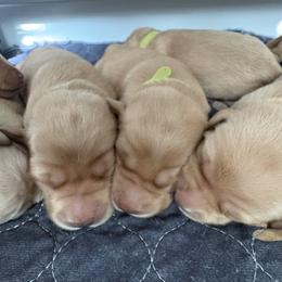 Blue - Yellow male Labrador Retriever puppy in Weatherford, Texas from CapeWest R&T