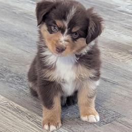 Haggis - Red merle male Toy Australian Shepherd puppy in Mountain Home, Idaho from LJK Boxers & Toy Aussies