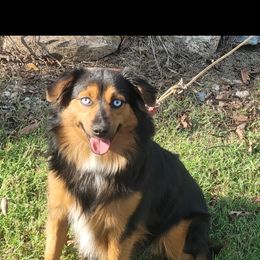 Miniature Australian Shepherd All Grown Up from Okie's Aussies