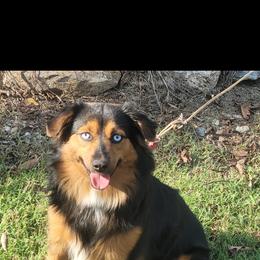Miniature Australian Shepherd All Grown Up from Okie's Aussies