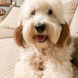 Remy Bitz - Goldendoodle