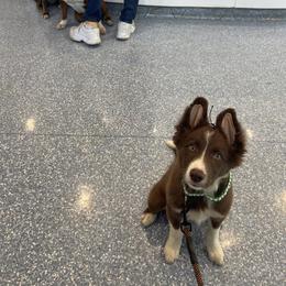 Border Collie Puppies from Bite back border collies