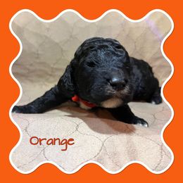 Orange - Black male Poodle puppy in Mauston, Wisconsin from Quiverfull Acres