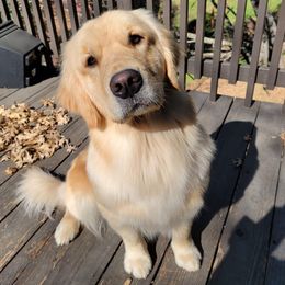 Golden Retrievers from Mount Diablo Golden Retrievers