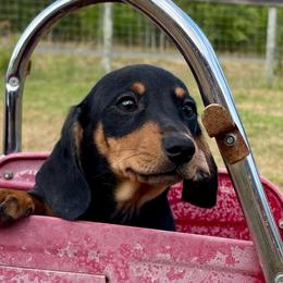 Sunny - Black and tan male Dachshund puppy in Aiken, South Carolina from Ruffski Pups Kennels