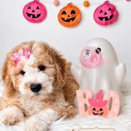 Fabuloso - Red female Bernedoodle puppy in Otisville, Michigan from Danie’s Darling Doodles LLC