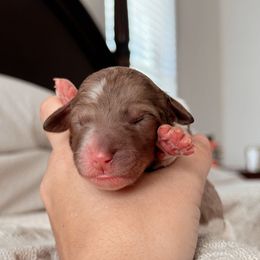 Prism, Girl - Chocolate merle female Bernedoodle puppy in Maricopa, Arizona from Desert Ridge Doodles