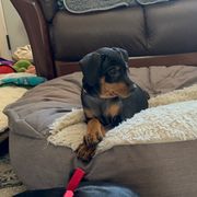 German Pinscher Puppies from Immer Treu German Pinschers