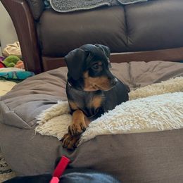 German Pinscher Puppies from Immer Treu German Pinschers