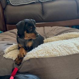 German Pinscher Puppies from Immer Treu German Pinschers