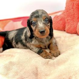 Dachshund Puppies from EntityDachs