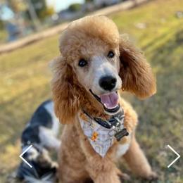 Remmy - Poodle