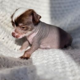 Chinese Crested Puppies from Royal Chinese Crested