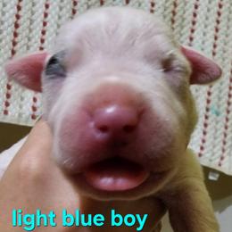 Boy 1 - male Dogo Argentino puppy in Blythe, California from Dogos del Gran Reino
