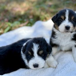 Carly - Black tri-color female Australian Shepherd puppy in Powhatan, Virginia from Scarlet Oak Aussies