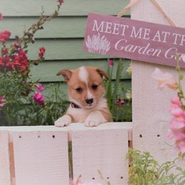 Girl 1 - Pembroke Welsh Corgi puppy in Gig Harbor, Washington from Pacific Northwest Pembroke Welsh Corgis