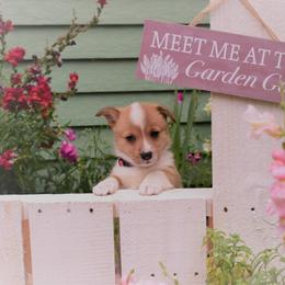 Girl 1 - Pembroke Welsh Corgi puppy in Gig Harbor, Washington from Pacific Northwest Pembroke Welsh Corgis