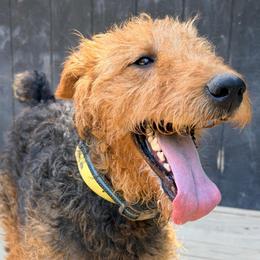Lucy - Airedale Terrier