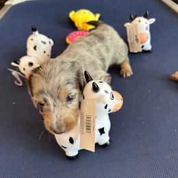 Duke - Dapple male Dachshund puppy in Lincolnwood, Illinois from Gulfishan Kennels