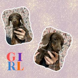 Girl 2 - Chocolate and tan Dachshund puppy in Texas from Urban’s Southern Dacshunds