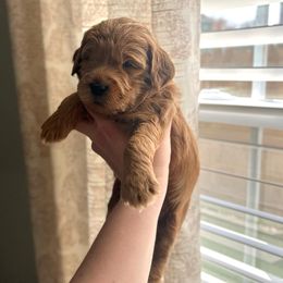 Poppy - Apricot Goldendoodle puppy in Indianapolis, Indiana from Circle City Pups