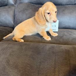 Girl 1 - Cream female Dachshund puppy in Stuart, Iowa from Johnson Family Paws