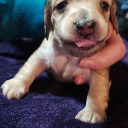 Puppy - Cream male Dachshund puppy in Macon, Missouri from Angelic Doxies