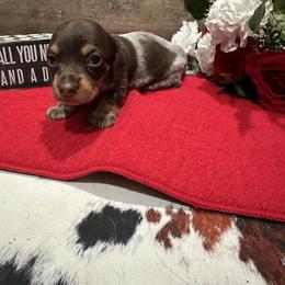 Luna - Piebald female Dachshund puppy in West Frankfort, Illinois from Kayla’s Wiener Wonderland