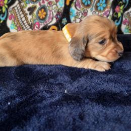 Buddy - Dapple male Dachshund puppy in Klamath Falls, Oregon from Luvindoxys4u