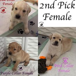 Second Pick Yellow Female - Yellow female Labrador Retriever puppy in Greater Houston Area, Texas from Coram Deo Retrievers