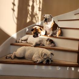 Bulldog Puppies from BtS Bulldogs